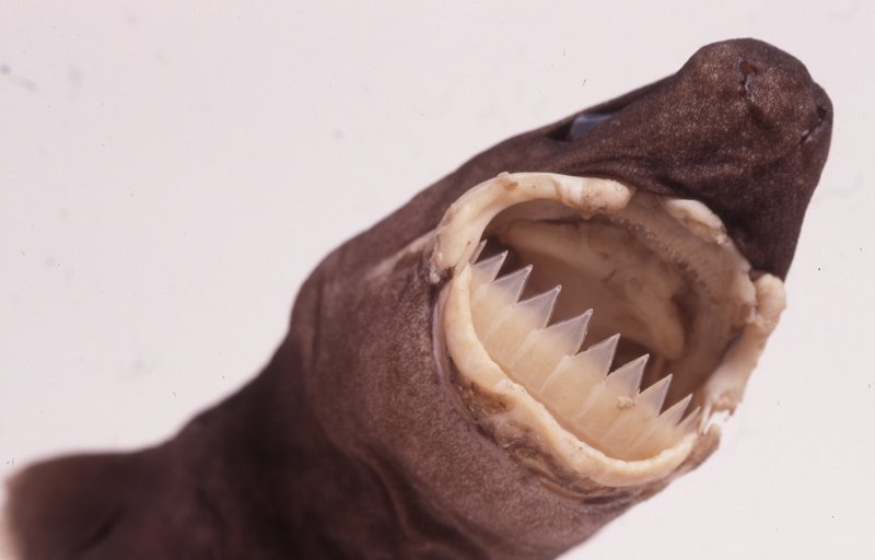 Largetooth Cookiecutter Shark, Isistius plutodus