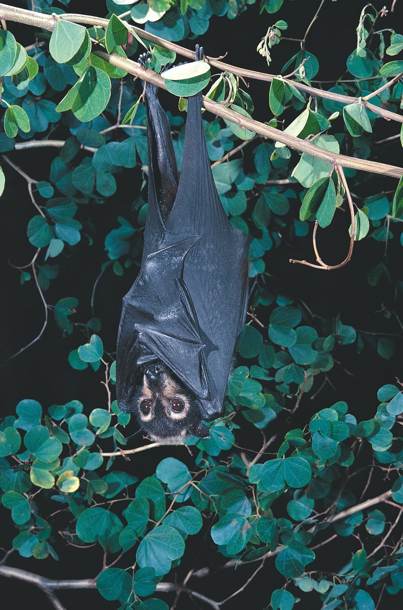 Pteropus conspicillatus
