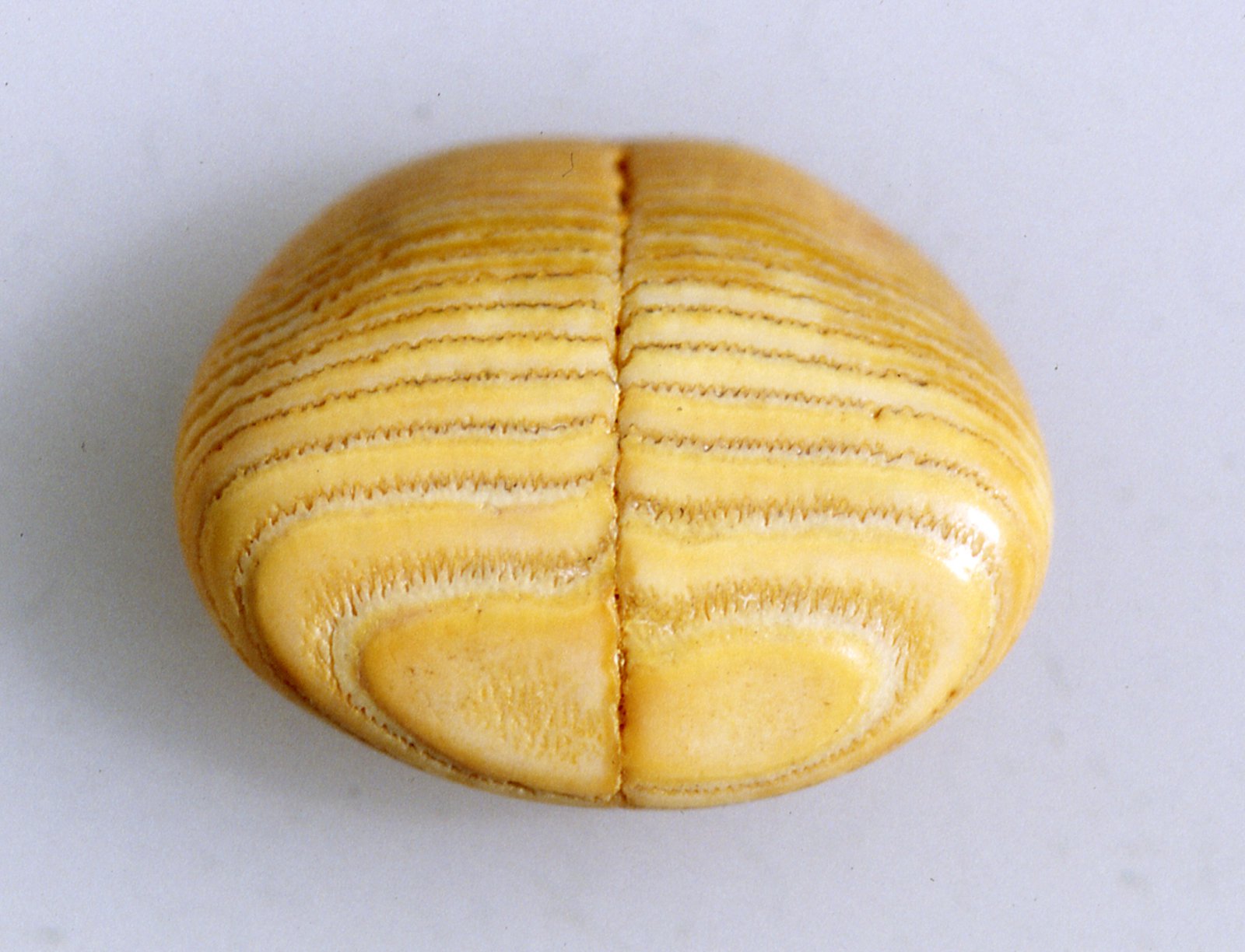 Spiny Pufferfish Palate