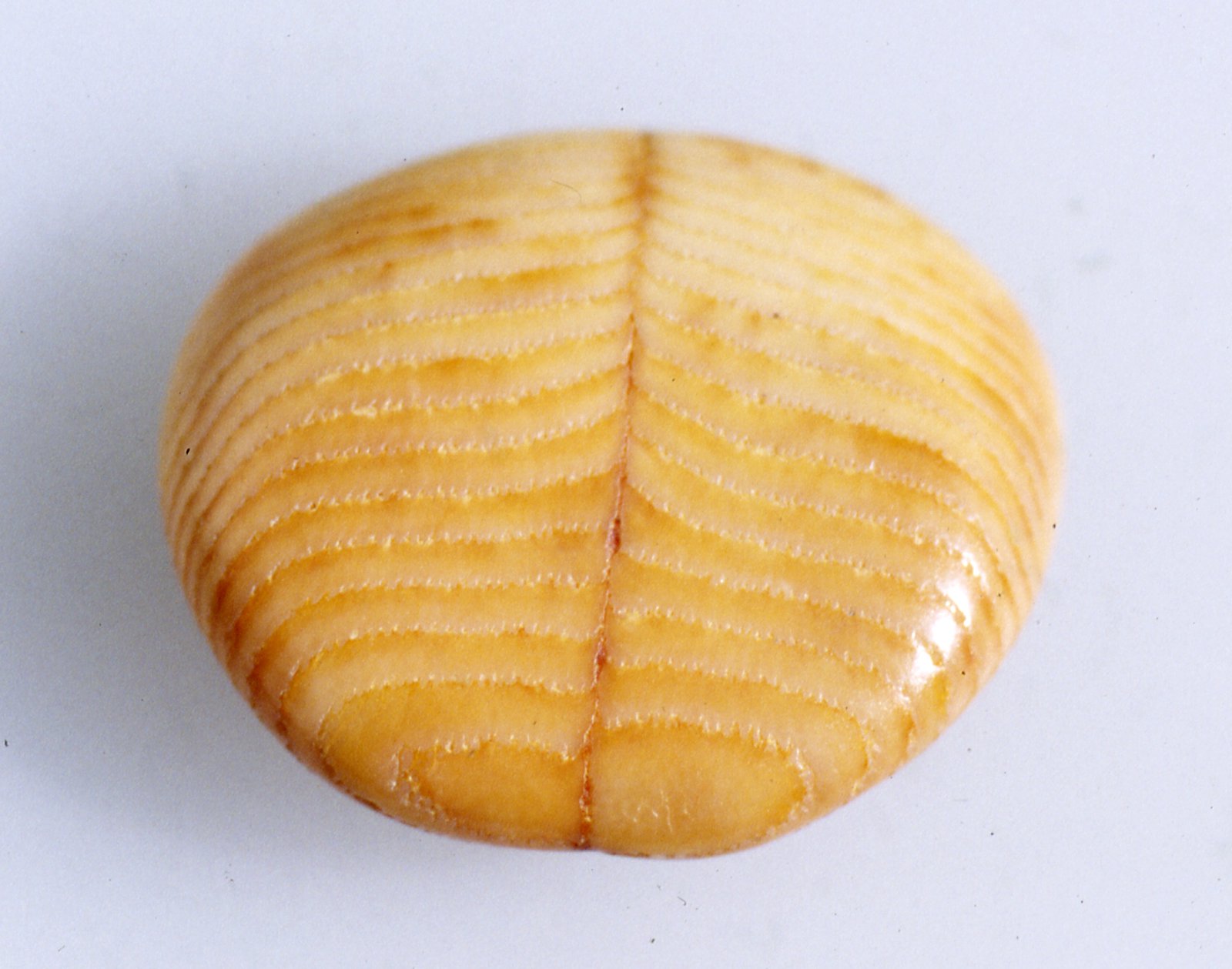 Spiny Pufferfish Palate