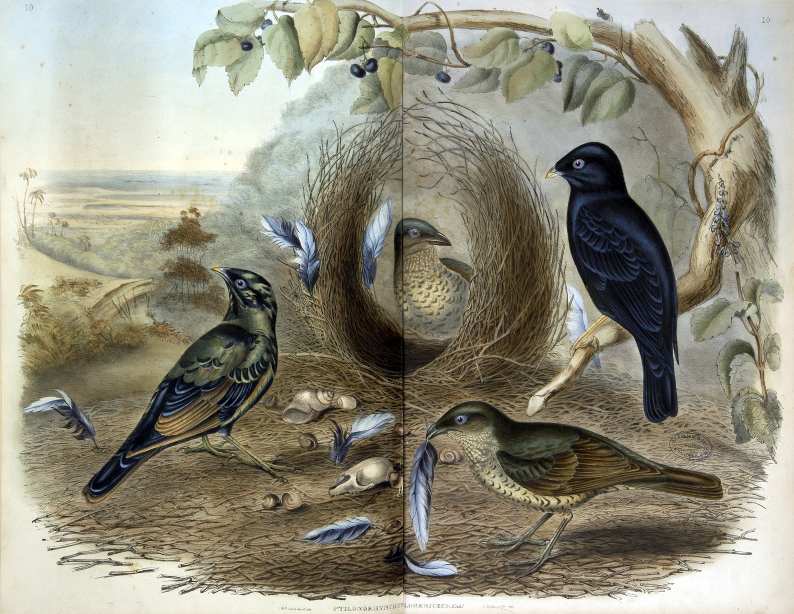 The Birds of Australia : in seven volumes / by John Gould.