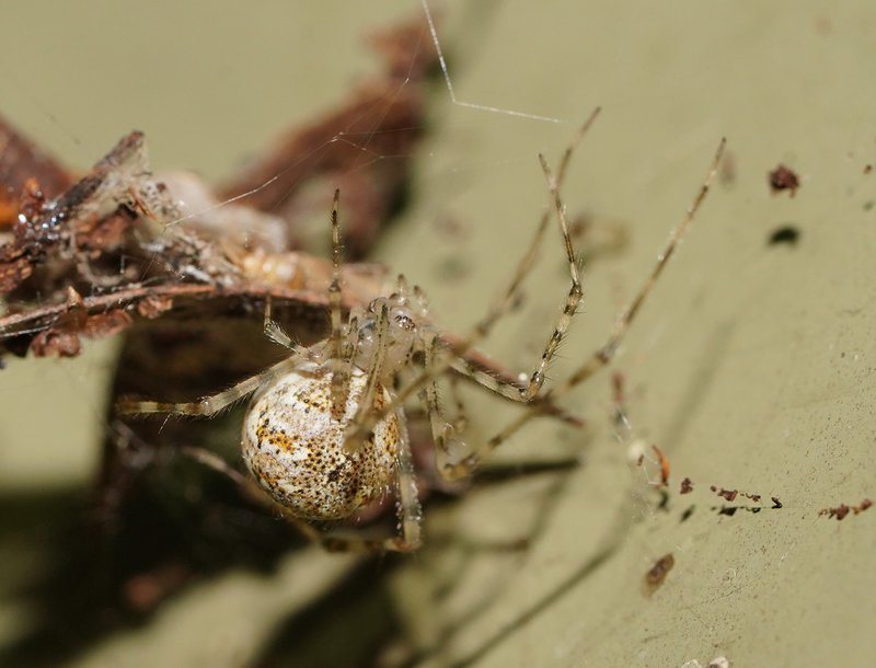 White Porch Spider, Cryptachaea gigantipes