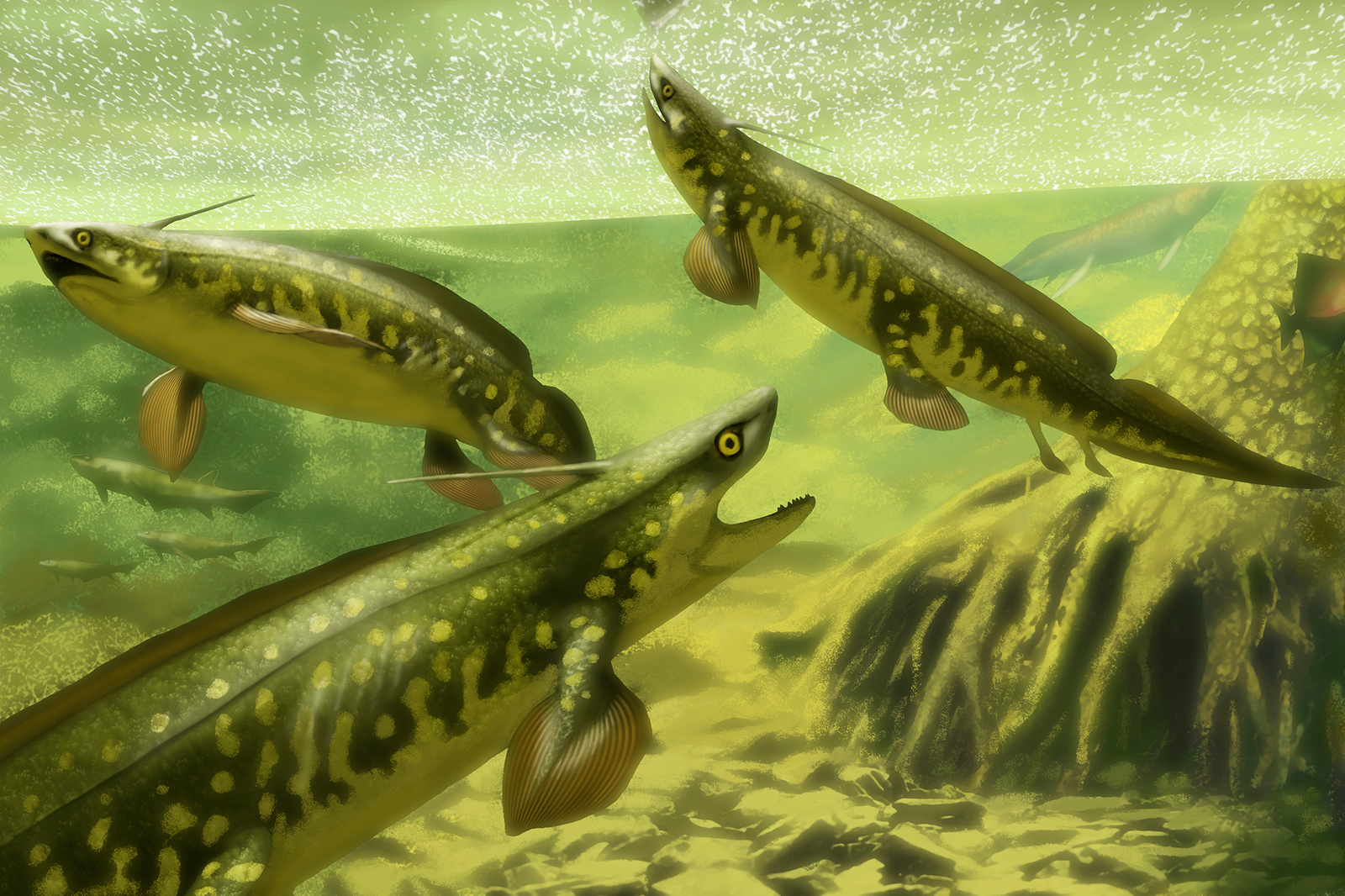Xenacanth sharks lived in freshwater, estuarine and coastal marine environments between about 350 and 200 million years ago.