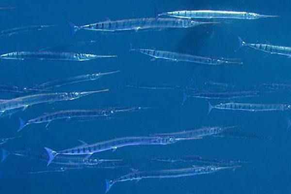 Barred Longtoms, Ablennes hian
