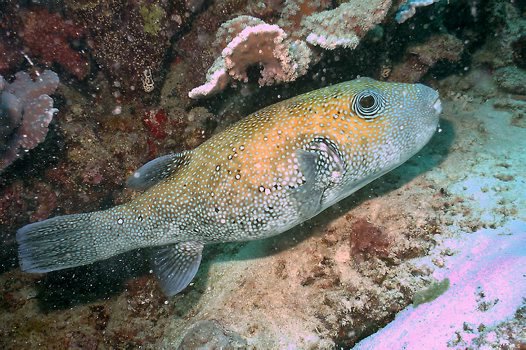 Bluespotted Puffer