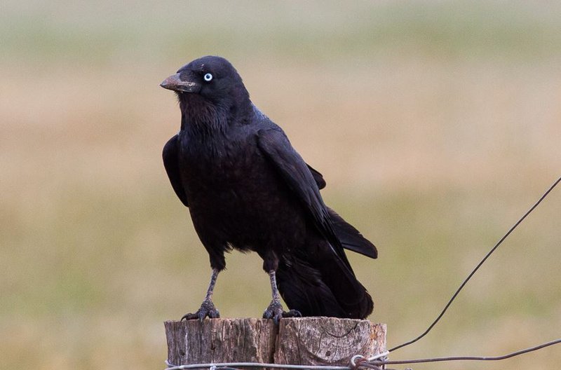 Australian Raven