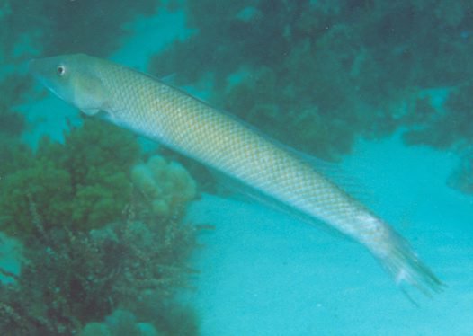 Cigar Wrasse