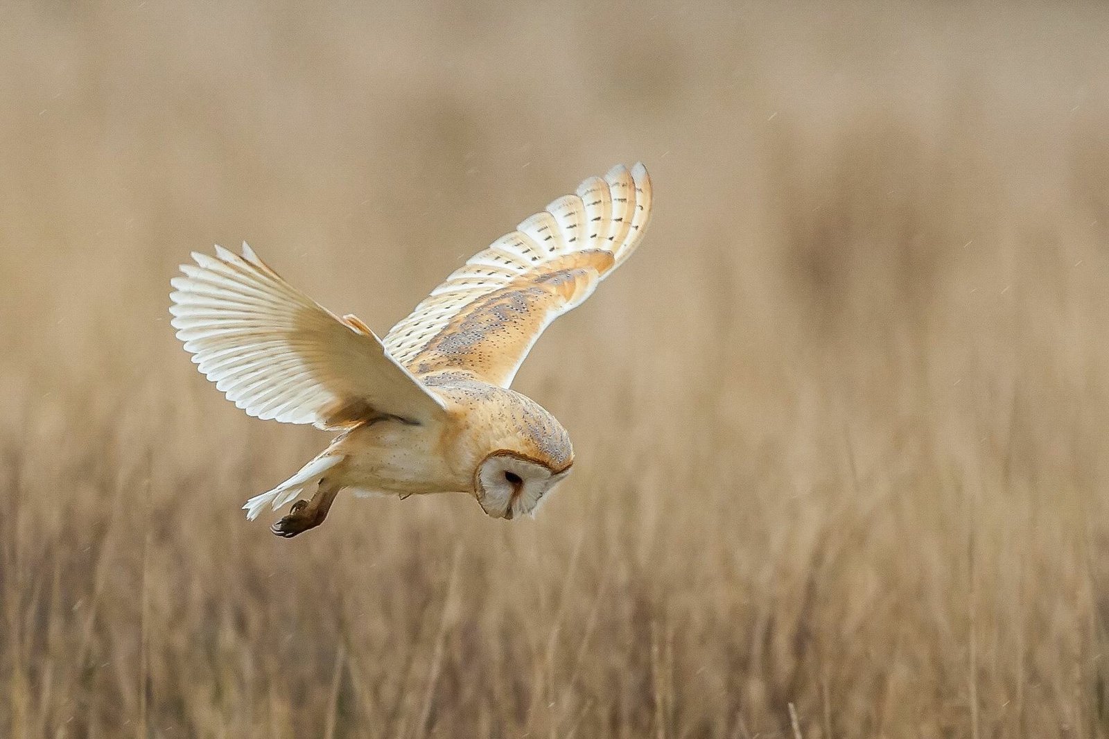 Barn Owl (Tyto alba)