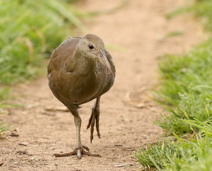 Lord Howe Island Woodhen