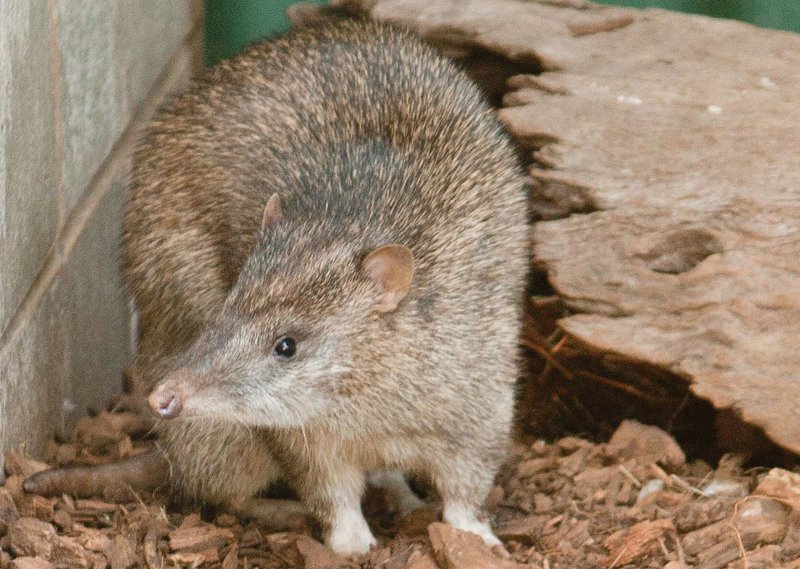 northern brown bandicoot