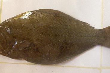 Australian Halibut, Psettodes erumei