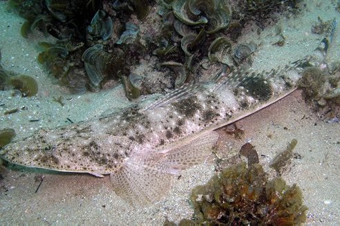 Dusky Flathead, Platycephalus fuscus
