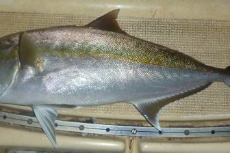 Amberjack, Seriola dumerili