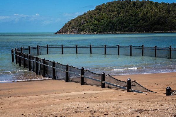Nets designed to protect swimmers from sharks end up killing many