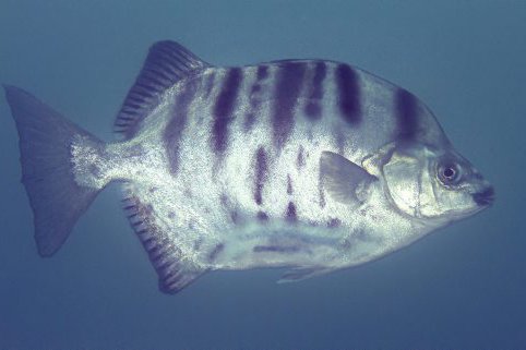 Striped Scat, Selenotoca multifasciata