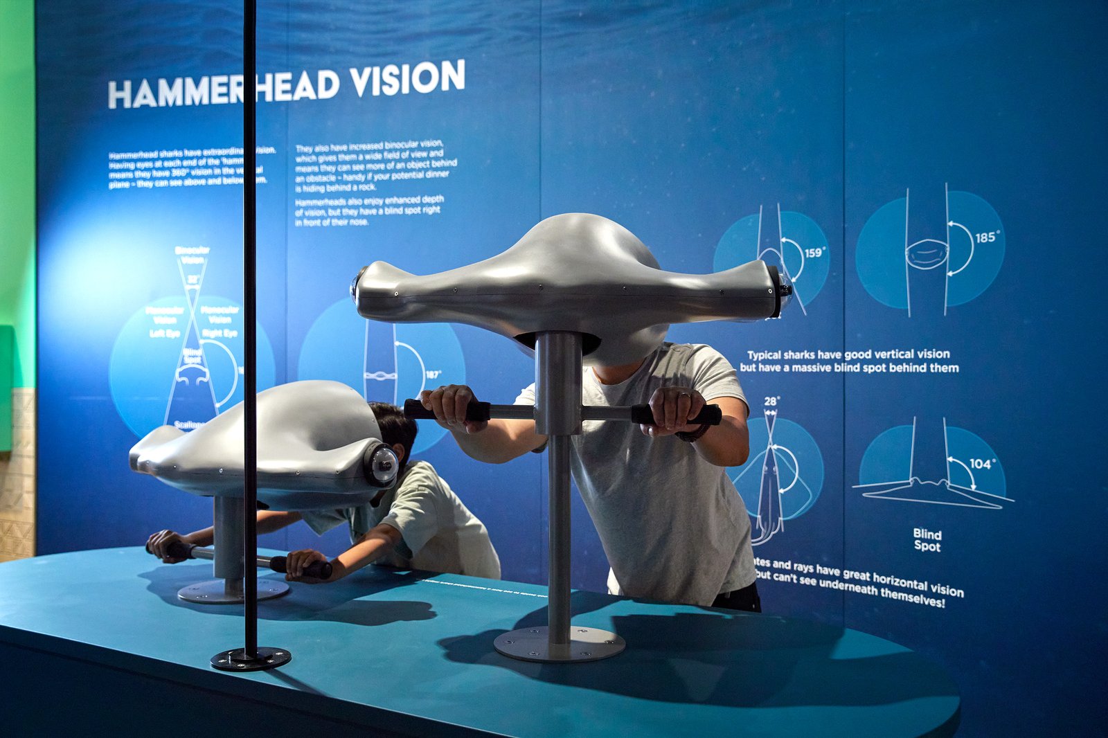 Australian Museum blockbuster Sharks exhibition September 2022