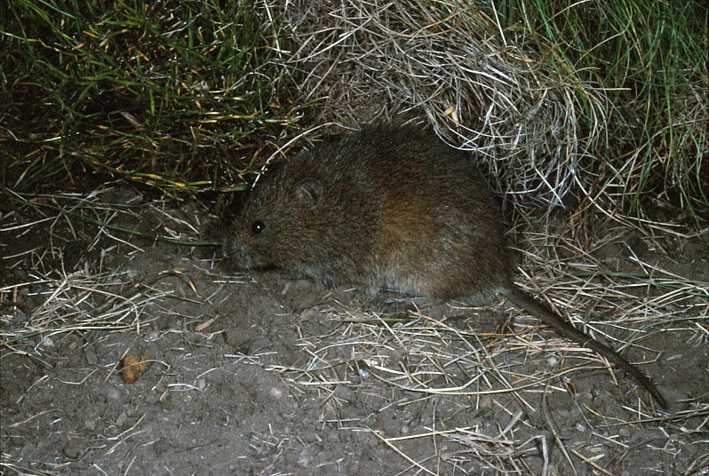Broad-toothed Rat, Mastacomys fuscus