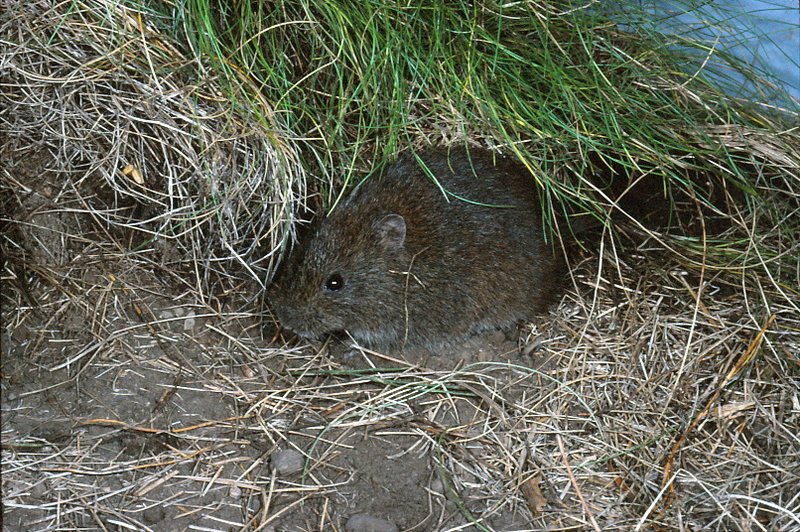 Broad-toothed Rat, Mastacomys fuscus