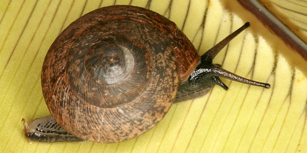 Advena campbellii, until recently feared to be extinct.