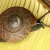 Advena campbellii, until recently feared to be extinct.
