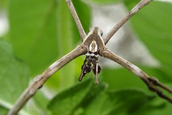 Asianopis subrufa, male
