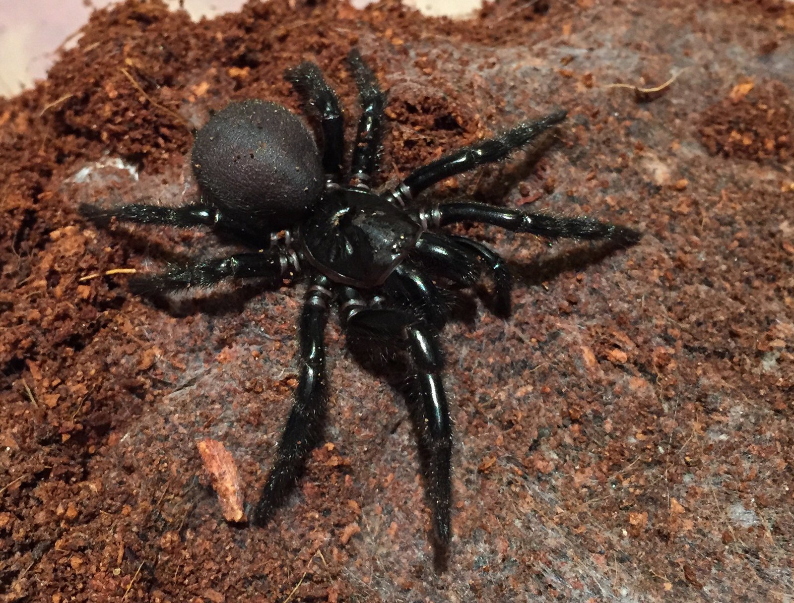 Sydney Funnel-web Spider (Atrax robustus)