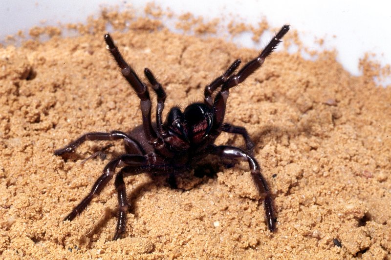 Sydney Funnel-web Spider, Atrax robustus, female