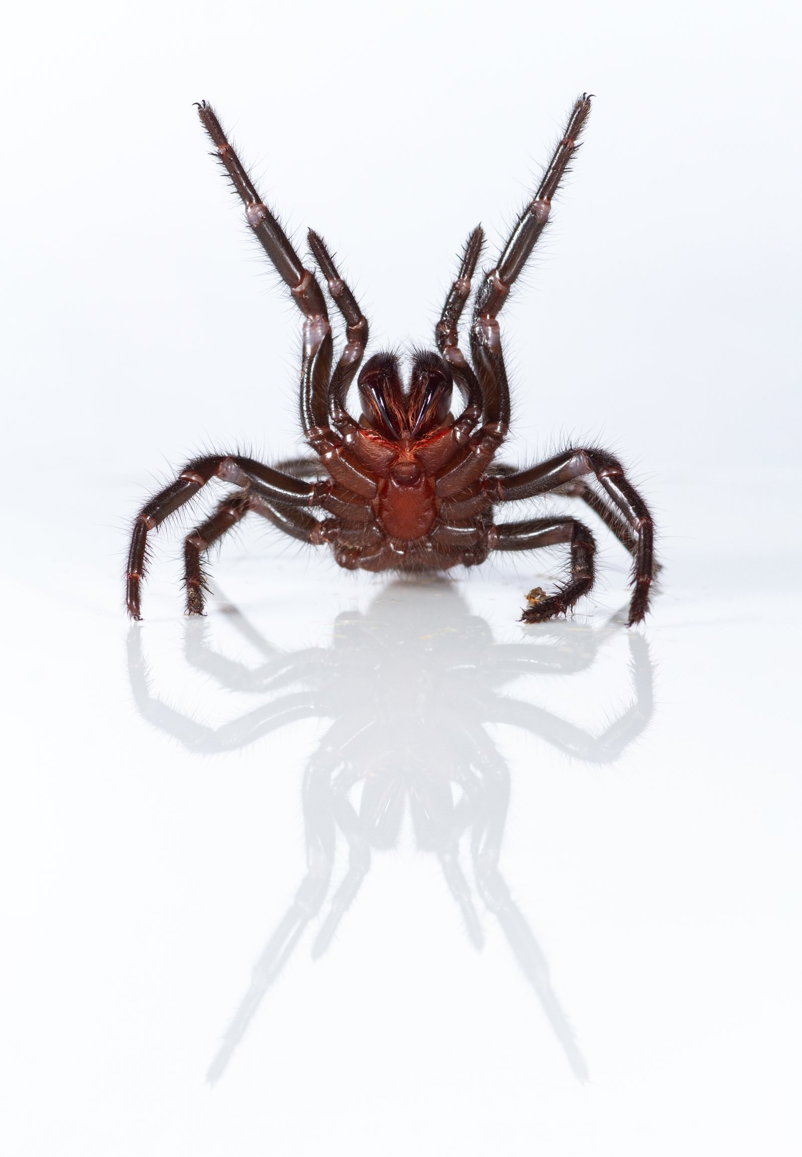 Sydney Funnel-web Spider (Atrax robustus) female