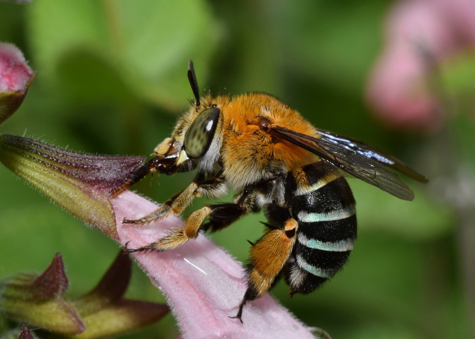 Common Blue-banded Bee, Amegilla cingulata