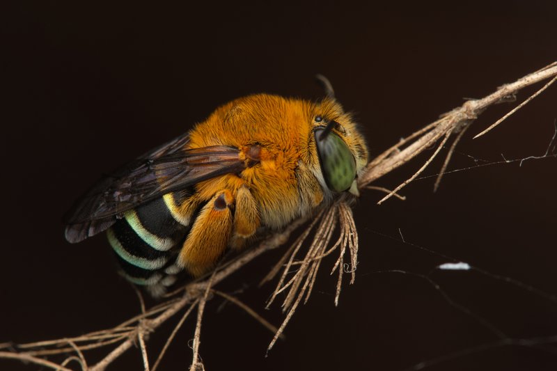 Common Blue-banded Bee, Amegilla cingulata.
