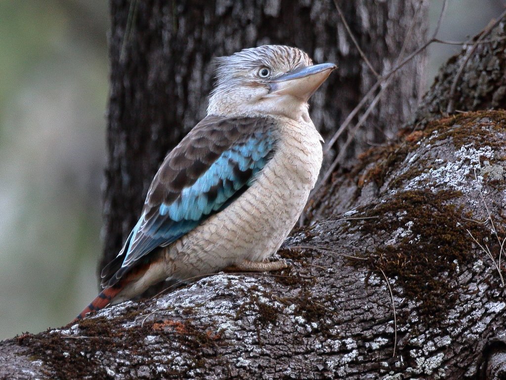 Blue-winged Kookaburra, Dacelo leachii