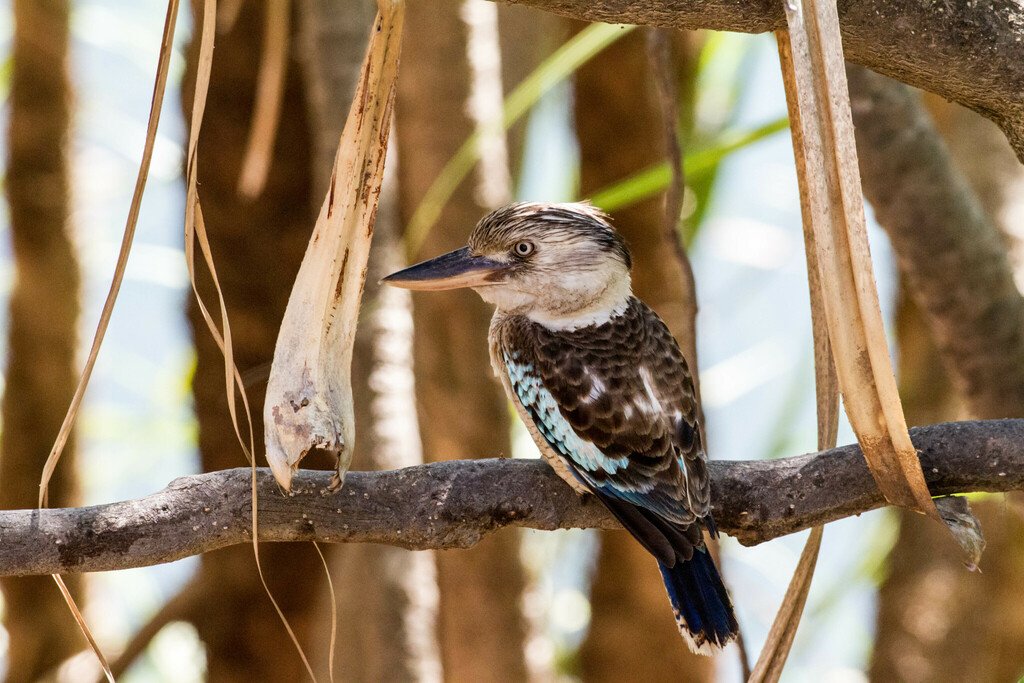 Blue-winged Kookaburra, Dacelo leachii