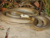 Coastal Taipan Oxyuranus scutellatus