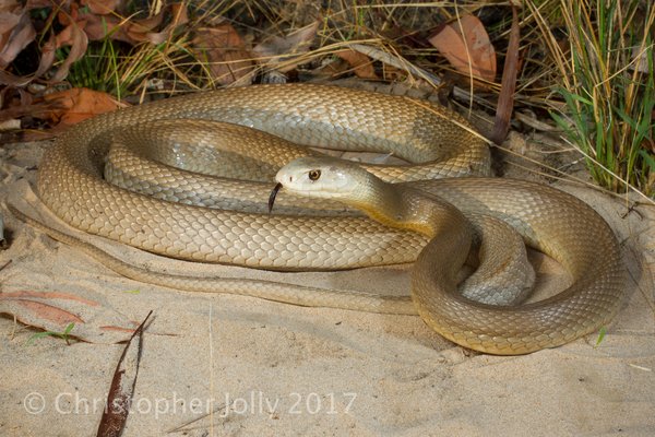 Coastal Taipan Oxyuranus scutellatus