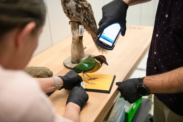 Collections Enhancement Project (CEP) - Barcoding Birds