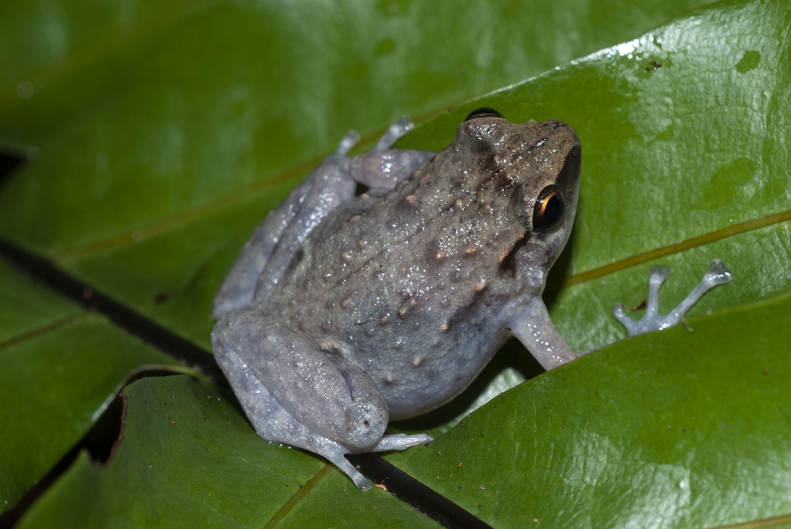Kutini Boulder Frog (Cophixalus kulakula)