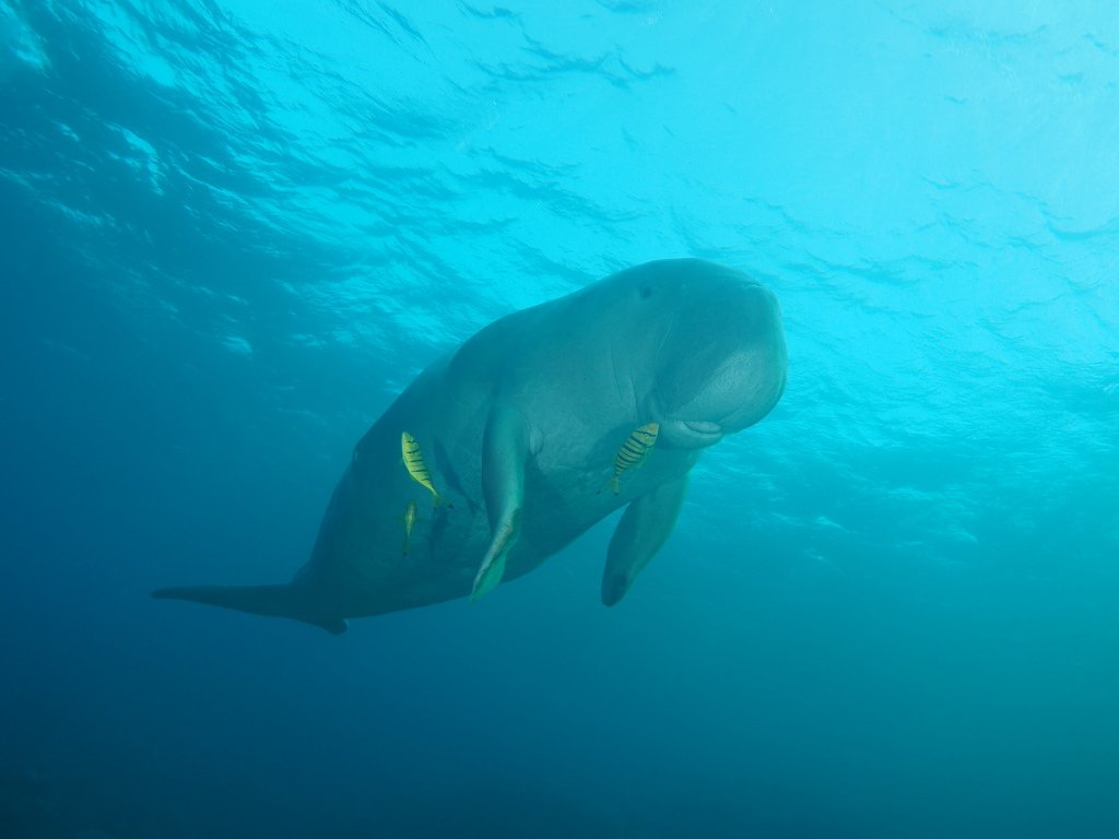 Dugong, Dugong dugon