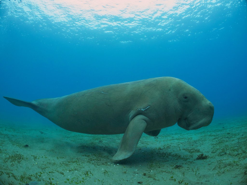 Dugong, <i>Dugong dugon</i>