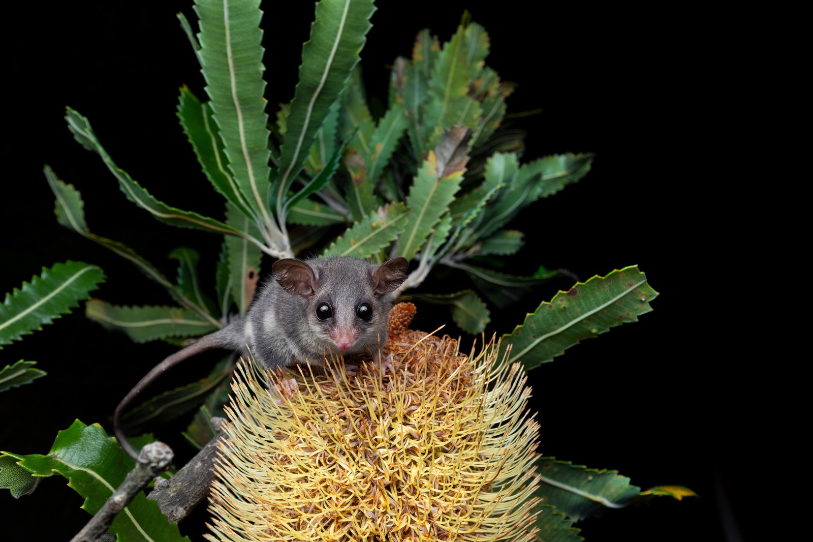 Eastern Pygmy Possum, Cercartetus nana
