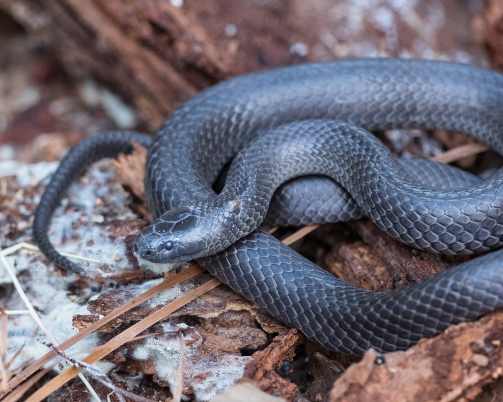 Eastern Small-eyed Snake Cryptophis nigrescens, CC BY-NC, Paul Whitington