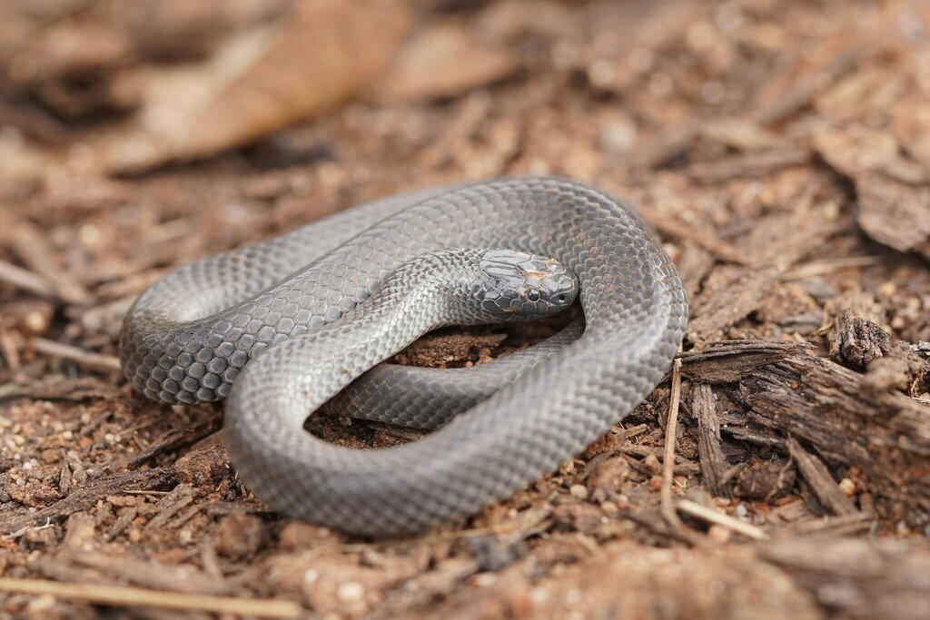 Small-eyed Snake Cryptophis nigrescens, CC BY NC SA Reiner Richter