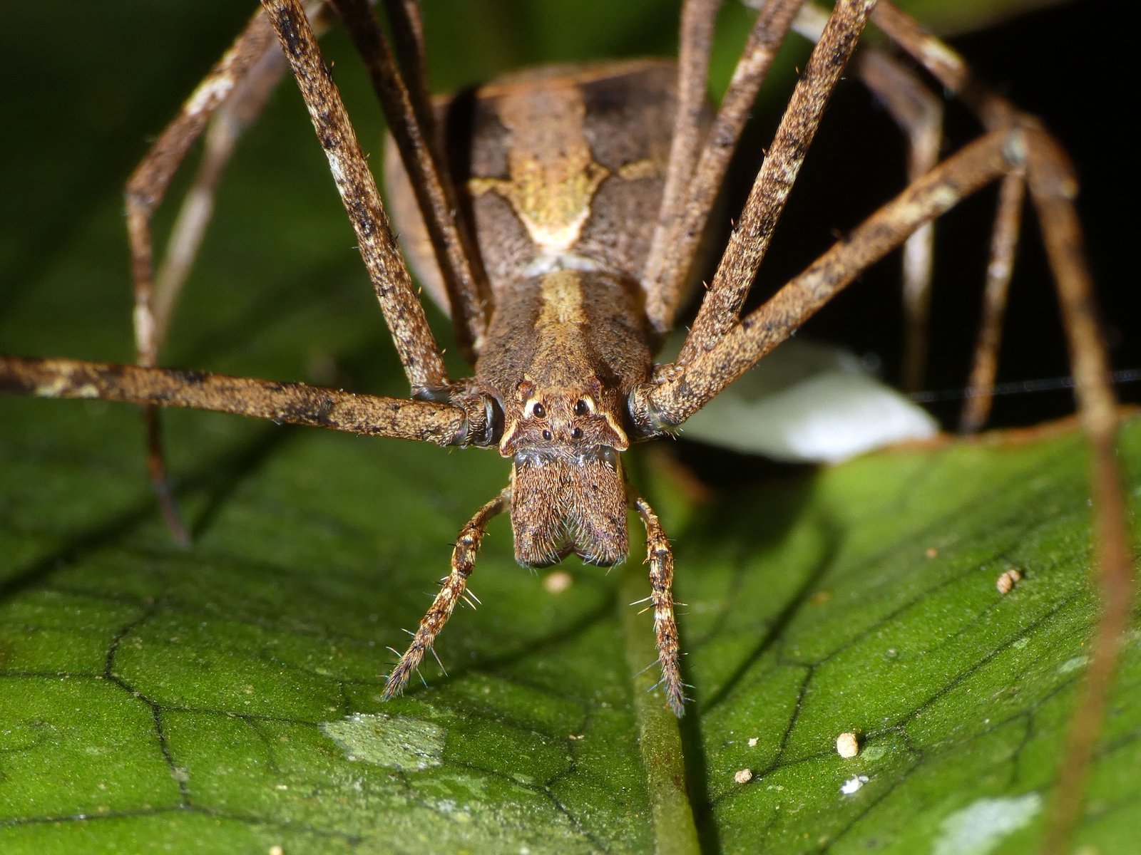 Eyebrowed Netcaster, Menneus superciliosus