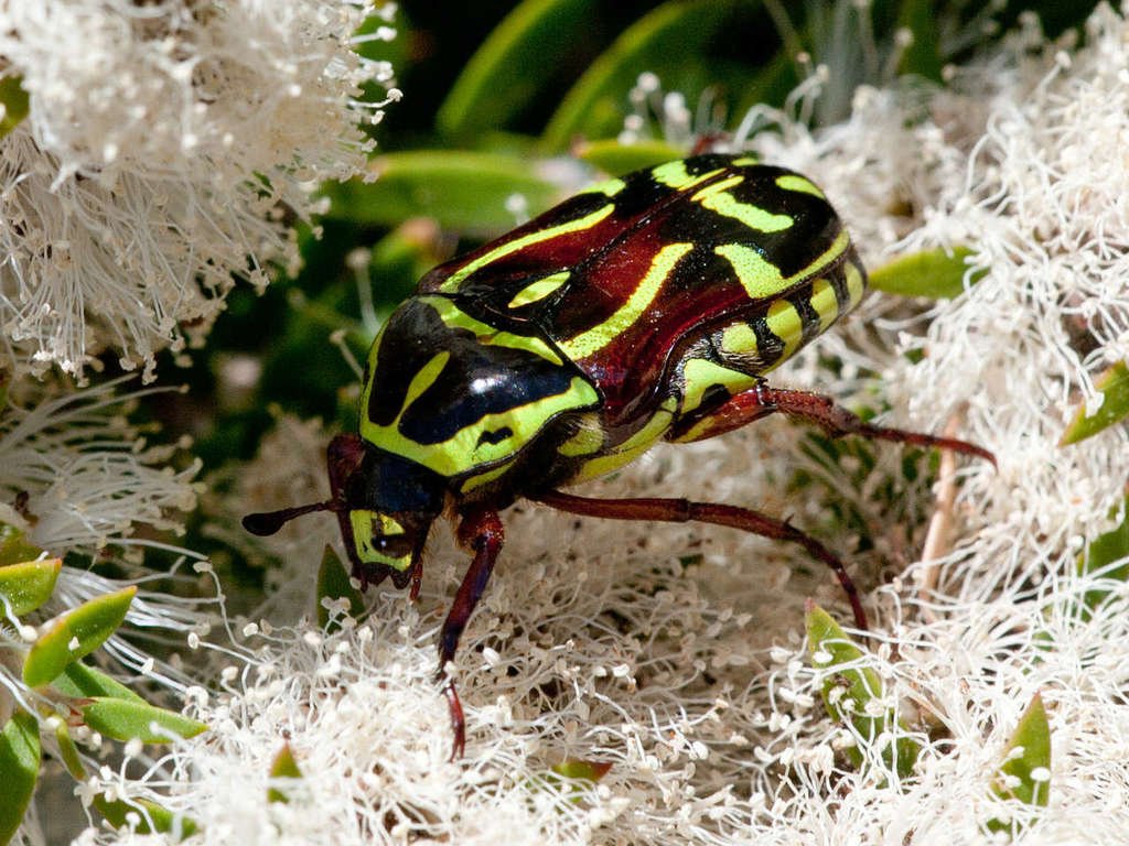 Fiddler Beetle, Eupoecila australasiae