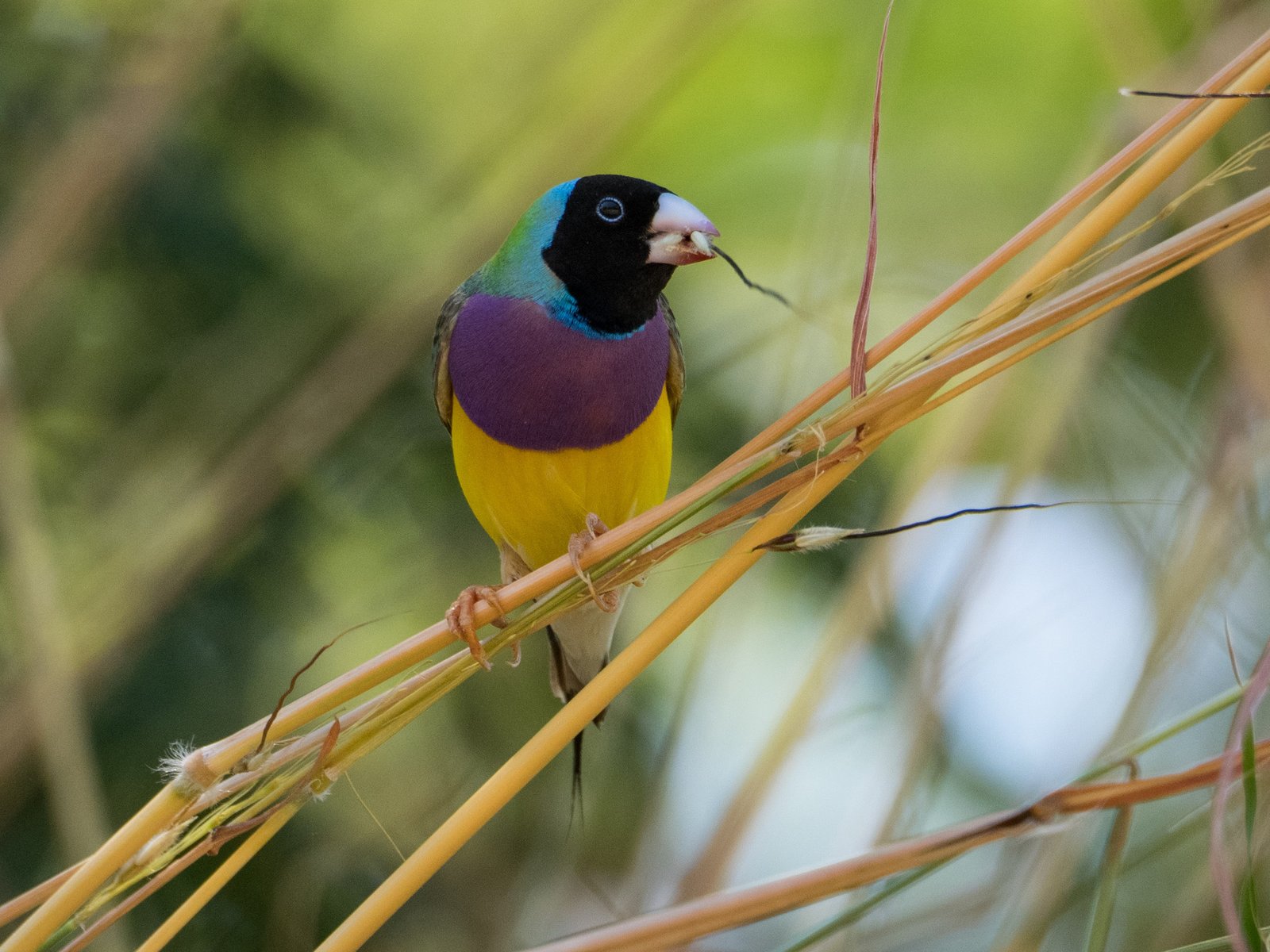 Gouldian Finch, Chloebia gouldiae