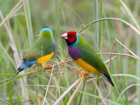 Gouldian Finch, Chloebia gouldiae