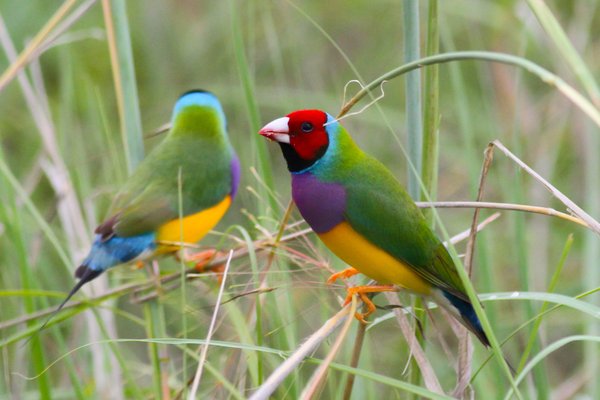 Gouldian Finch, Chloebia gouldiae
