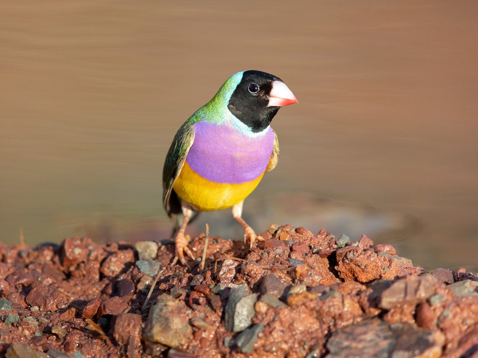 Gouldian Finch, Chloebia gouldiae