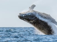 Humpback Whale, Megaptera novaeangliae