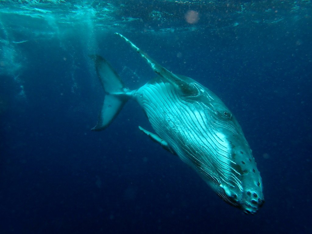 Humpback Whale, Megaptera novaeangliae