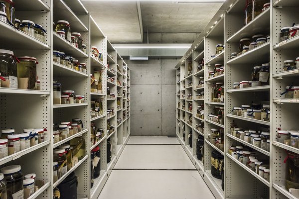 Ichthyology Collection Area 2018